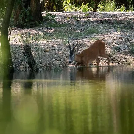 Vakantiehuis Near Zadar With Private Pool Islam Latinski